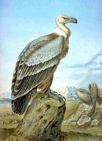 Grifo-eurasiático (Gyps fulvus)