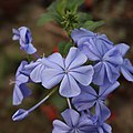 Hoa thanh xà (Plumbago auriculata)