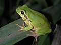 Gatalinka (Hyla arborea)