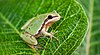 Arizona tree frog