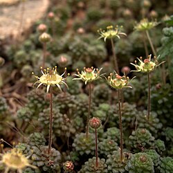 Kalvasmesipaunikko (Monanthes pallens)