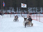 Renrace på Talvatissjön