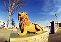 Leones en el muelle de la ciudad.