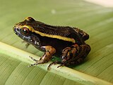 Gold-striped frog