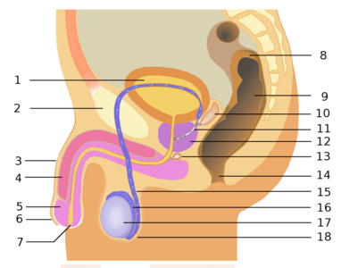 Appareil génital masculin : 1. Vessie 2. Symphyse pubienne (os pubien) 3. Pénis 4. Corps caverneux 5. Gland 6. Prépuce 7. Méat urétral 8. Côlon sigmoïde 9. Rectum 10. Vésicule séminale 11. Canal éjaculateur 12. Prostate 13. Glande de Cowper 14. Anus 15. Canal déférent 16. Épididyme 17. Testicule 18. Scrotum.