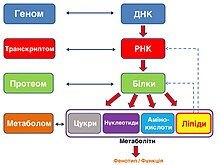 Спрощена схема мультиомічної інтеграції оміксних даних кітини (без епігеноміки, епітранскриптоміки, метагеноміки та ін.)