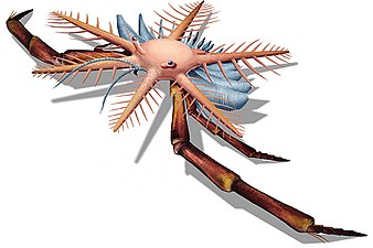 Mimetaster hexagonalis