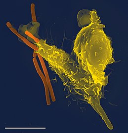 File:Neutrophil with anthrax copy.jpg