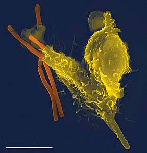 Neutrophil engulfing an anthrax bacterium, by Volker Brinkmann (edited by TimVickers)