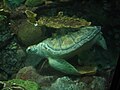 A Seat Turtle at an aquarium in Chicago, IL (2006)