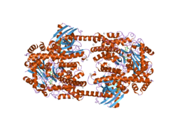 Hexokinase 2