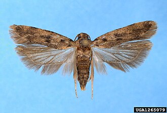 Bomullsmal, Pectinophora gossypiella, Preparerad (uppnålad) imago fjäril