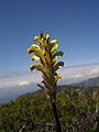 Pedicularis rainierensis