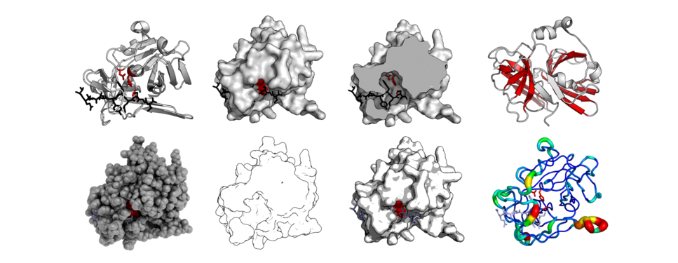 The same protein structure (TEV protease - PDB: 1LVB​) rendered in different modes. Standard cartoon, surface, cut-through of surface, highlighted barrels, 'QuteMol'-like, 'Goodsell'-like, glossy-surface, and b-factor putty.