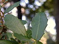Close-up of leaves