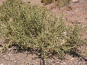 Aloysia deserticola (Rica Rica)