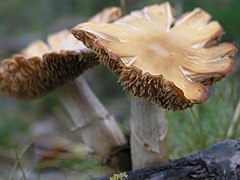 Vieux exemplaires : l'anneau est toujours présent, le voile de méchules claires a disparu, les lames sont très dentelées et brunies par les spores, la marge est fendue.