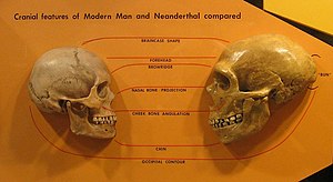 جمجمه انسان در سمت چپ روبروی جمجمه بازسازی شده نئاندرتال در سمت راست، که بزرگ تر بودن جمجمه نئاندرتال را نشان می دهد