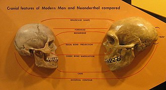 Comparación de los cráneos del Homo neanderthalensis y el Homo sapiens.