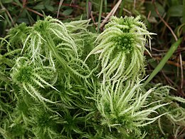 Sphagnum squarrosum