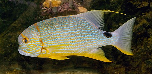 Sailfin snapper