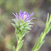 S. plumosum: Photo of a close-up of a flower head of Symphyotrichum plumosum taken 24 August 2021 in Florida, US.