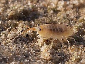 Amphipoda