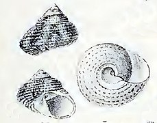 Trochus cariniferus