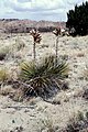 Yucca intermedia