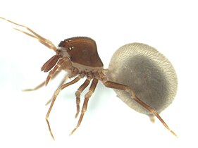Zearchaea clypeata (Mecysmaucheniidae), showing the less long "neck" and chelicerae