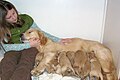 Golden retriever con trece cachorros de goldendoodle