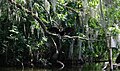 Anhinga on Harris Lake in Leesburg, Florida.