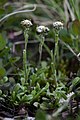 Antennaria monocephala