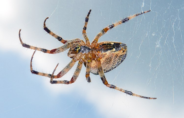 Обыкновенный крестовик (Araneus diadematus)