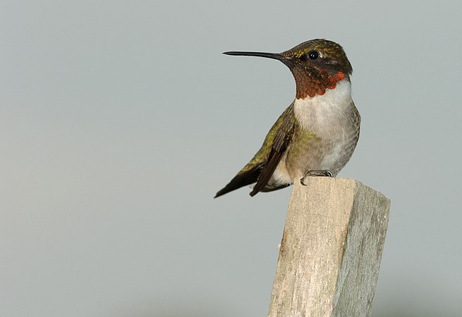 雄性紅喉北蜂鳥（Archilochus colubris）站在蕃茄田樁頂端俯視其領域，驅逐任何進入「牠」領域覓食的其他蜂鳥。