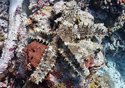 Asteropsis carinifera