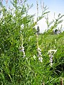 Astragalus berteroanus