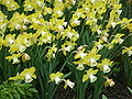 Narcissus Avalon