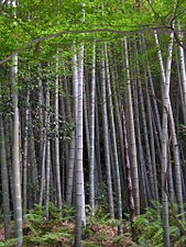 במבוק ממין Phyllostachys edulis