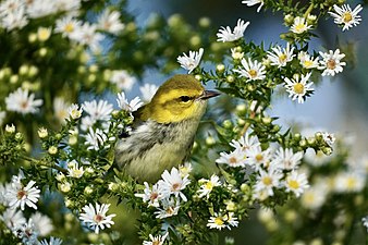 Black-throated green warbler in Green-Wood Cemetery. By Fetafete.