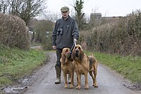 Bloodhound trials, Alton