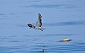 Juvenile or adult with non-breeding plumage taking off from a sea debris perch during Pelagic expedition off coast of Malpe