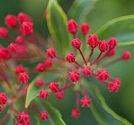 Flower buds