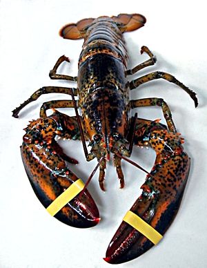 집게발을 묶어놓은 미국바닷가재(Homarus americanus)