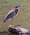 Image 16 Green Heron Photograph: Basar The Green Heron (Butorides virescens) is a heron species of North and Central America; this specimen was photographed at Corcovado National Park, Costa Rica. Adults have a body length of about 44 cm (17 in) and have been known to use tools to attract fish which they then eat. More selected pictures