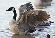 A Canada goose swimming and flapping its wings