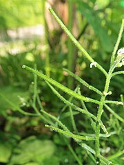 果実は長角果で斜上してつき、長さ2-3.5cmになり、毛が生える。６月中旬。