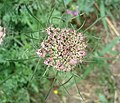 Jeunes ombelles de Daucus carota