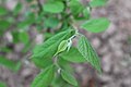 Young leaves are tomentous