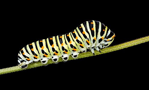 Papilio machaon caterpillar, by Archaeodontosaurus